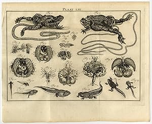Antique Print-LIII-REPRODUCTION-TOADS-Houttuyn-Linnaeus-Philips-1767
