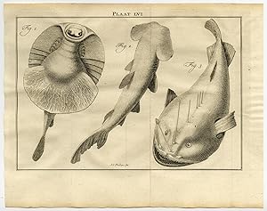 Antique Print-LVI-STINGRAY-SHARK-ROG-HAAI-Houttuyn-Linnaeus-Philips-1767