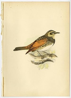 Antique Print-ORNITHOLOGY-DUSKY THRUSH-TURDUS DUBIUS-Csorgey-1908