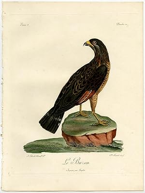 Antique Print-BUZON-BIRD OF PREY-PL. 21-Reinold-Fessard-ca. 1800
