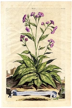 Antique Print-PL 232-PULMONARIA-LUNGWORT-OUR LADY'S MILK DROPS-Munting-1696