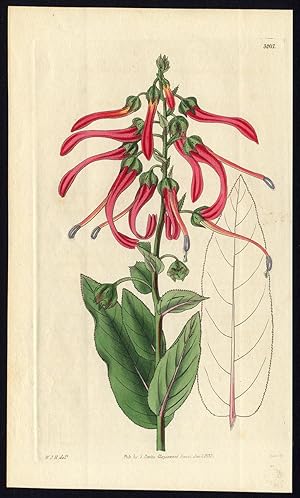 Rare Antique Botanical Print-LOBELIA CARDINALIS-FLOWER-Curtis-Swan-1833