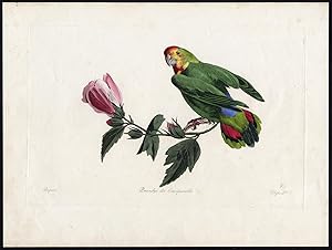 Extr. Rare Antique Print-LOVEBIRD-PARROT-AGAPORNIS-ROSE-Freres Pauquet-1830
