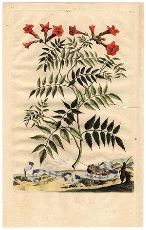 Antique Botanical Print-AMERICAN CLEMATIS-Munting-1696