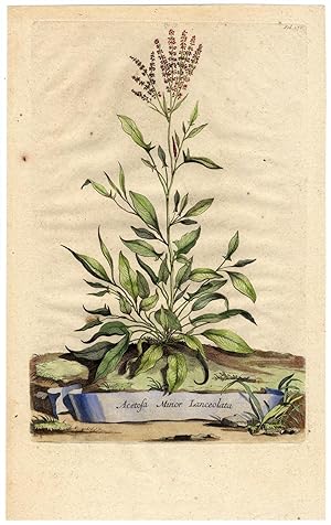 Antique Botanical Print-PLANTAGO LANCEOLATA-RIBWORT PLANTAIN-Munting-1696