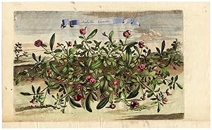 Antique Botanical Print-ANTHYLLIS LUNATA-Munting-1696