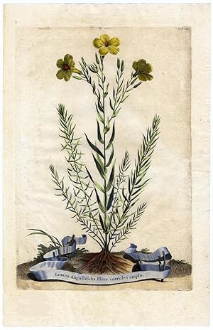 Antique Botanical Print-LINARIA ANGUSTIFOLIA FLORE-TOADFLAX-Munting-1696
