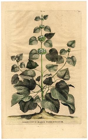Antique Botanical Print-MARRUBIUM MAJUS TOMENTOSUM-HOREHOUND-Munting-1696