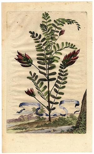 Antique Botanical Print-ASTRAGALUS TRIANGULARIS-Munting-1696