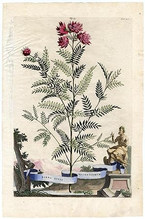 Antique Print-ANTHYLLIS BARBA JOVIS-JUPITER'S BEARD-PLATE 53-Munting-1696