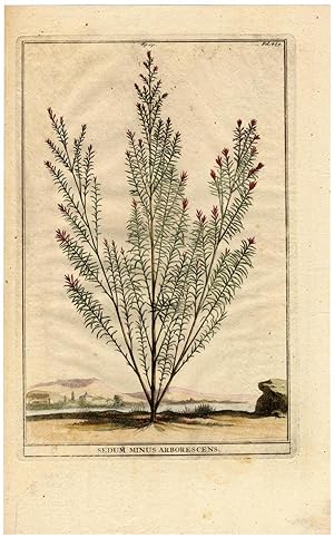 Antique Botanical Print-SEDUM MINUS ARBORESCENS-STONECROP-Munting-1696