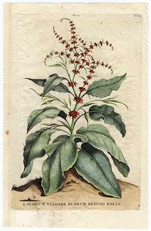 Antique Botanical Print-LAPATHUM VULGARE-RUMEX ACUTUS-DOCK-Pl.193-Munting-1696
