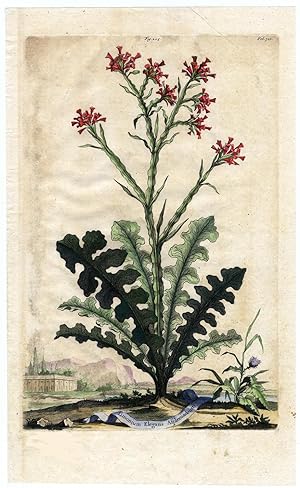 Antique Botanical Print-LIMONIUM ELEGANS ASPLENIADEUM-STATICE-Munting-1696
