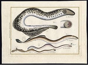 Antique Fish Print-LAMPREY-SEA-RIVER-BROOK-EUROPEAN-Bonnaterre-1788