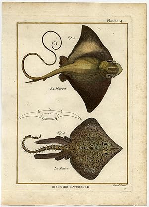 Antique Fish Print-THORNBACK RAY-COMMON EAGLE RAY-Bonnaterre-1788