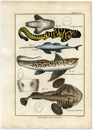 Antique Fish Print-GREENLAND SHARK-RABBITFISH-ANGLER FISH-Bonnaterre-1788