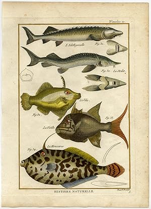 Antique Fish Print-BELUGA-STERLET-TRIGGERFISH-UNICORN FILEFISH-Bonnaterre-1788
