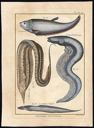 Antique Fish Print-BRONZE FEATHERBACK-ELECTRIC EEL-CUTLASSFISH-Bonnaterre-1788
