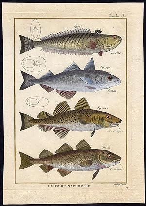 Antique Fish Print-GREATER WEEVER-HADDOCK-COD-ATLANTIC-Bonnaterre-1788