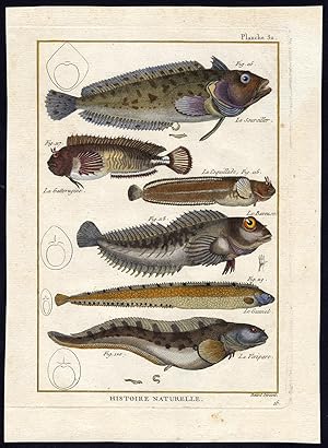 Antique Fish Print-KLIPFISH-TOMPOT-BLENNY-SHANNY-EELPOUT-Bonnaterre-1788