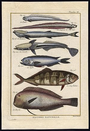 Antique Fish Print-BANDFISH-REMORA-SUCKINGFISH-MAHI-PILOTFISH-Bonnaterre-1788