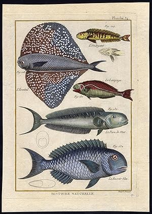 Antique Fish Print-MAHI-FANFISH-BLACK RUFF-TILEFISH-CORYPHENA-Bonnaterre-1788