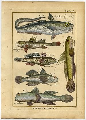 Antique Fish Print-ROUGHHEAD GRENADIER-GOBY-MUDSKIPPER-GUDGEON-Bonnaterre-1788