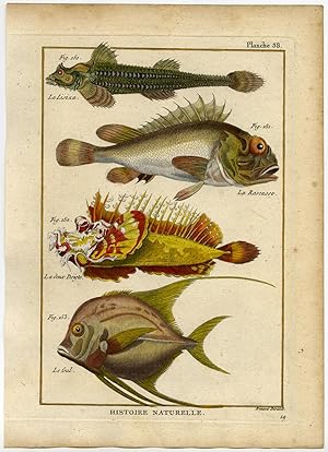 Antique Fish Print-LOOKDOWN-SCORPIONFISH-SCULPIN-POPEYED GOBLIN-Bonnaterre-1788
