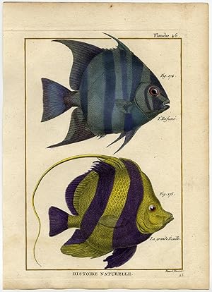 Antique Fish Print-ATLANTIC SPADEFISH-PENNANT CORALFISH-Bonnaterre-1788