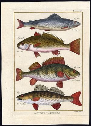 Antique Fish Print-SOFTMOUTH TROUT-DRUM-EUROPEAN PERCH-ZANDER-Bonnaterre-1788