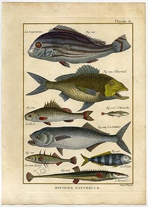 Antique Fish Print-PERCH-RUFFE-STICKLEBACKPILOTFISH-SPINEFISH-Bonnaterre-1788