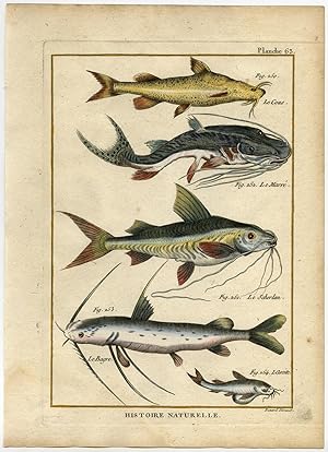 Antique Fish Print-TIGER SHOVELNOSE-CATFISH-MANDI-GLYPTOTHORAX-Bonnaterre-1788