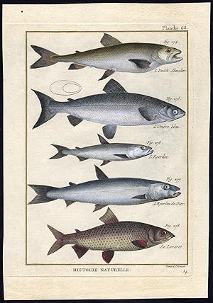 Antique Fish Print-LAKE CHAR-COREGONUS-RAINBOW SMELT-LAVARET-Bonnaterre-1788