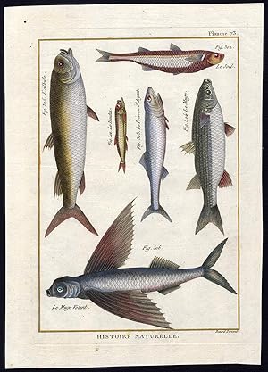 Antique Fish Print-ARGENTINE-ATHERINA-SILVERSIDE-FLYING FISH-Bonnaterre-1788