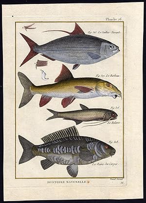 Antique Fish Print-CHINESE GIZZARD SHAD-THRYSSA-BARBEL-CARP-Bonnaterre-1788
