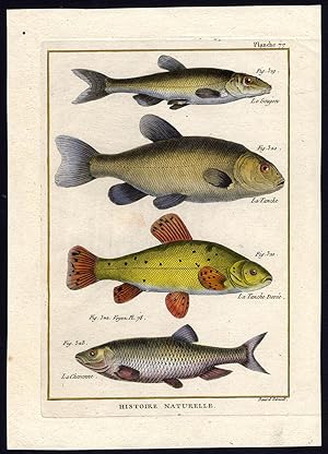 Antique Fish Print-CARP-TENCH-GOLD-SKELLY-Bonnaterre-1788