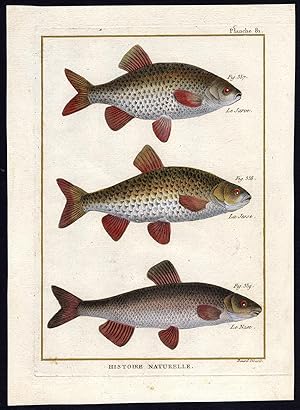 Antique Fish Print-RUDD-CHUB-NASE-Bonnaterre-1788