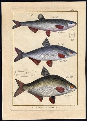 Antique Fish Print-BLEAK-VIMBA BREAM-SILVER-Bonnaterre-1788