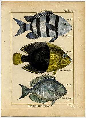 Antique Fish Print-SERGEANT MAJOR-DOCTORFISH-BICOLOR ANGELFISH-Bonnaterre-1788