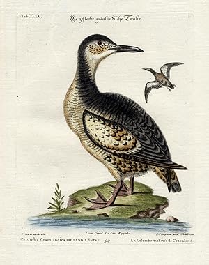 Antique Bird Print-GREENLAND DOVE-Pl. XCIX-Edwards-Seligmann-1768