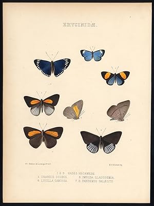 Antique Butterfly and Moth Print-ERYCINIDAE-HADES-THISBE-METALMARK-Hewitson-1870