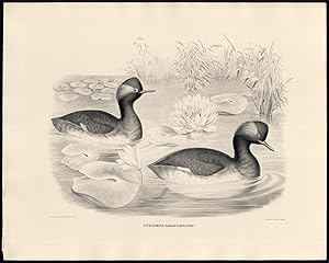 Antique Bird Print-ORNITHOLOGY-BLACK NECKED-EARED GREBE-B/W-Elliot-1869