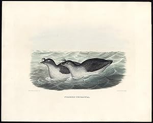 Antique Bird Print-ORNITHOLOGY-PACIFIC DOVEKIE-COLOUR-Elliot-1869