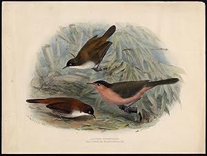 Antique Bird Print-DARK FRONTED BABBLER-BROWN CAPPED-Strutt-ca. 1860