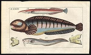 Antique Print-BEARDED SNAKEFISH-ELEPHANTNOSE FISH-SEA WOLF-TEETH-Wilhelm-1812