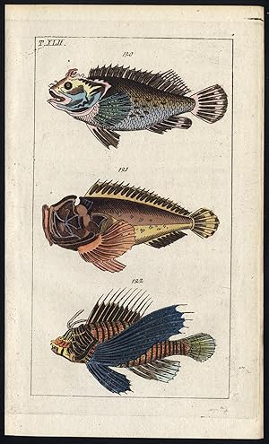 Antique Print-BLACK SCORPIONFISH-REEF STONEFISH-FLYING FISH-Wilhelm-1812