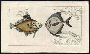 Antique Print-SUNFISH-AFRICAN POMPANO-Wilhelm-1812