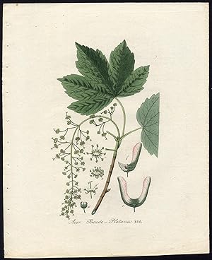 Antique Print-ACER PSEUDOPLATANUS-SYCAMORE-Sepp-Flora Batava-1800