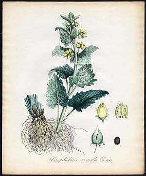 Seller image for Antique Print-SCROPHULARIA VERNALIS-YELLOW FIGWORT-Sepp-Flora Batava-1800 for sale by ThePrintsCollector