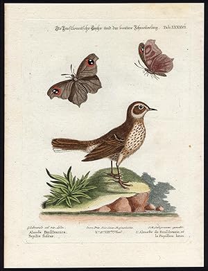 Antique Print-SHORE PIPIT-BROWN BUTTERFLY-LXXXXVII-Seligmann-Edwards-1768